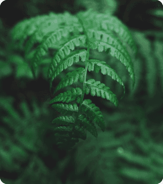 GreenHeart
